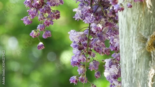 【4K】弘前公園に咲く珍しい八重咲きの藤：ブドウのように美しい八重藤の房。青森の優美な春のボタニカル映像　[4K] Rare Double-Flowered Wisteria in Hirosaki Park: Beautiful Purple Blooms, Spring in Aomori Japan 撮影日：20260514-1