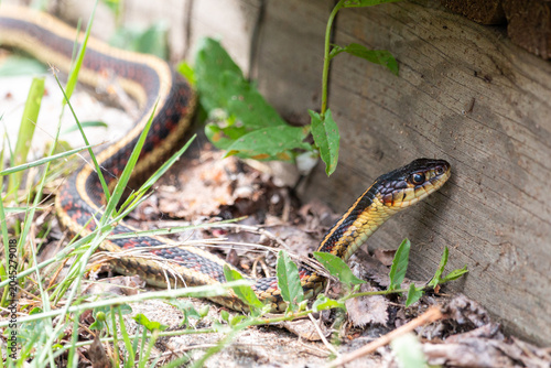 Common garter snake, Thamnophis sirtalis, beside a wooden building