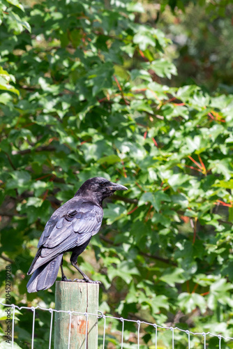 American crow, Corvus brachyrhynchos, perched on a fence post