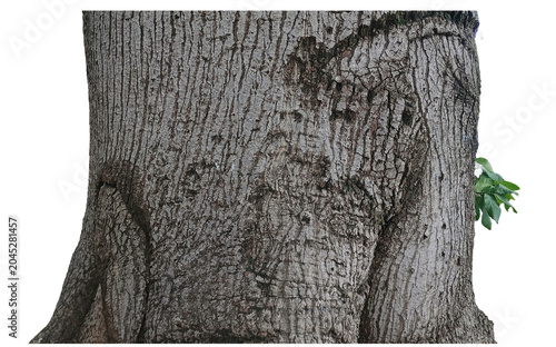 Tree trunk bark texture cutout with leaf sprout on transparency. Asset for environment rendering, landscape composite, nature background, XR development, and architecture visualization workflows