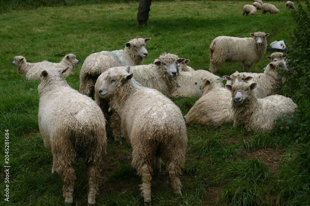 Obraz premium Flock of Sheep Resting in a Green Pasture