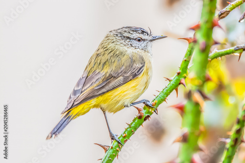 Yellow‑rumped Thornbill Perched Among Rose Branches in the Rain