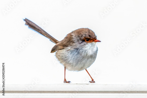 Superb Fairywren (Female) on Fence in the Rain