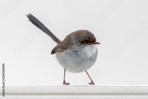 Superb Fairywren (Female) on Fence in the Rain