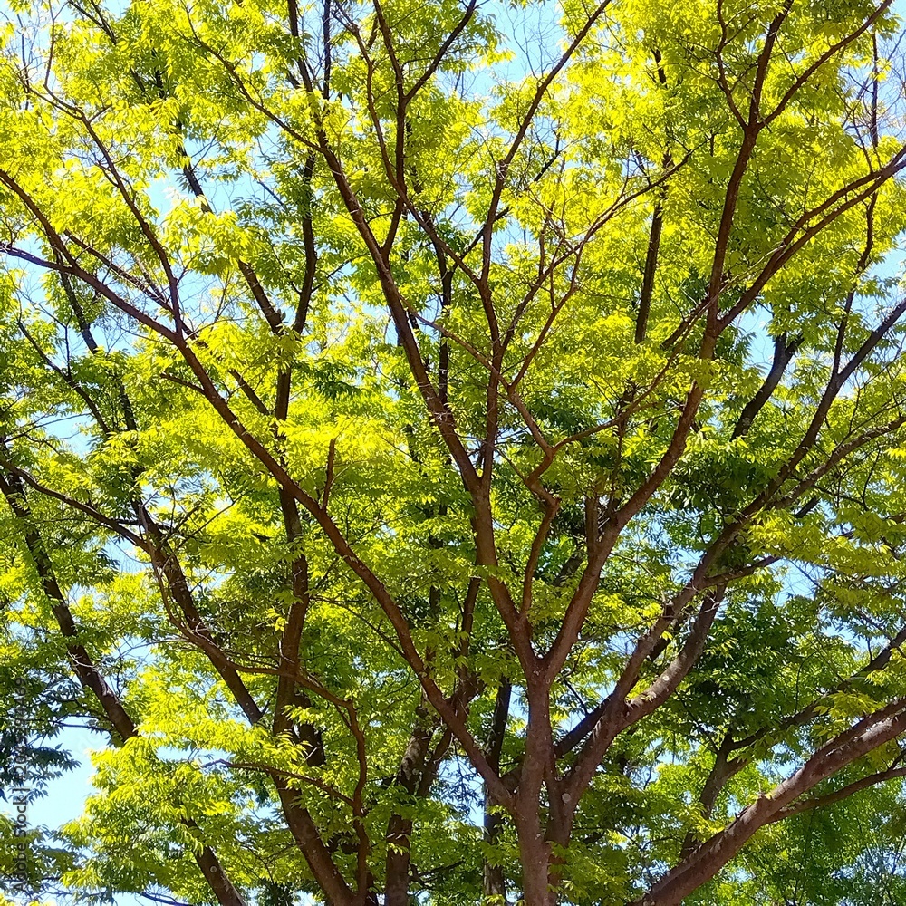 Fototapeta premium 初夏の朝の公園の新緑の欅と青空
