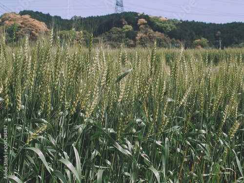 麦畑の風景