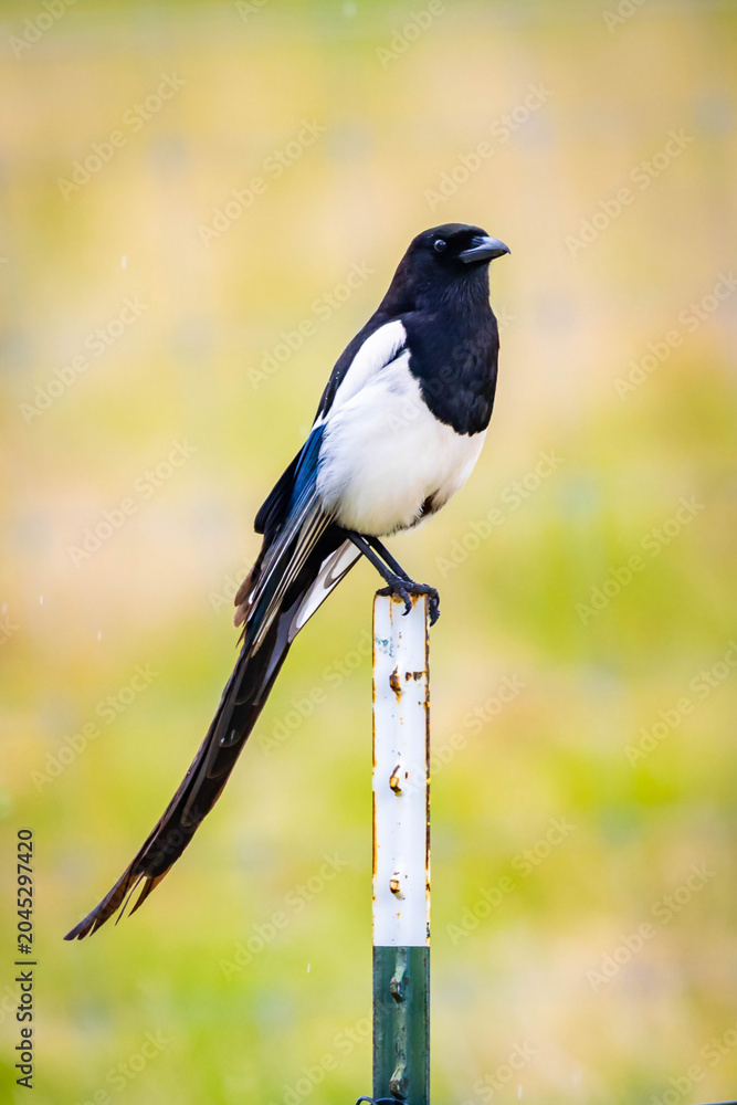Obraz premium Wild Black Billed Magpie Bird Portrait Close Up