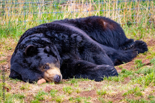 Εκτύπωση καμβά Large Black Bear Resting on Rock Portrait Close Up