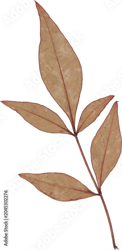 Brown Vintage Dry Twig With Leaves