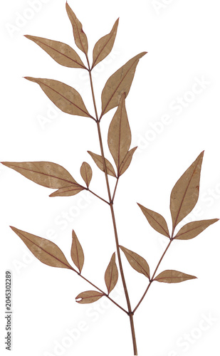 Brown Vintage Dry Twig With Leaves