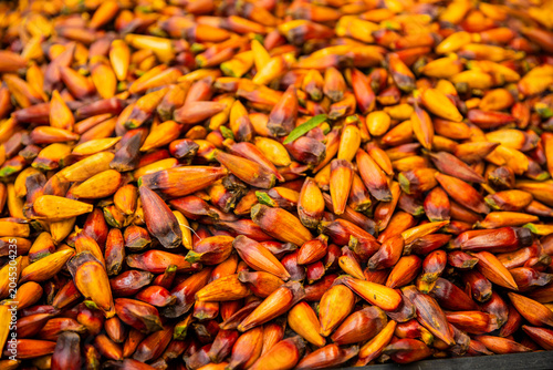 Bild auf Leinwand Brazilian Araucaria Seeds Background (Pinhão)