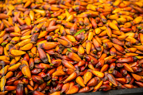 Bild auf Leinwand Brazilian Araucaria Pine Seeds