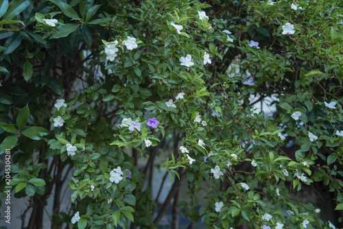 Foto Brunfelsiya evergreen shrub of the nightshade family origin from the Antilles
