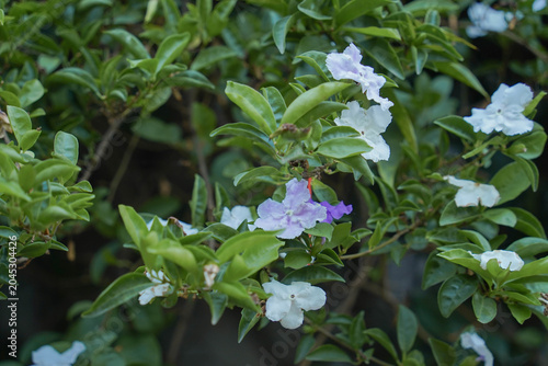 Foto Brunfelsiya evergreen shrub of the nightshade family origin from the Antilles
