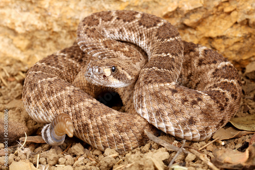 Western Diamondback Rattlesnake (Crotalus atrox)