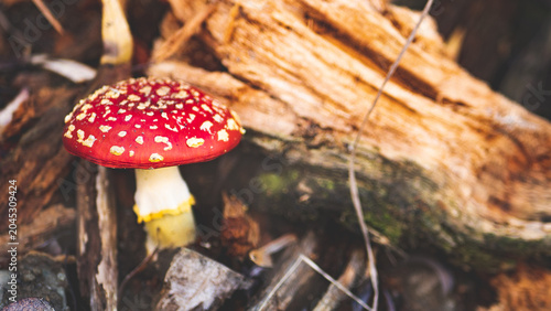 Schilderij op canvas Amanita muscaria, fly agaric, fly amanita mushroom close up vibrand bright red c