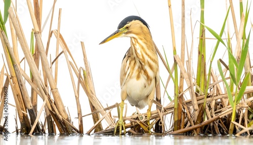 A small heron stands in shallow water amidst reeds, its slender bill pointing slightly down. The background is pure white