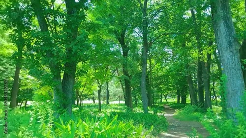 緑の森　歩道