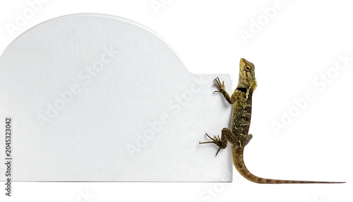 A small lizard clings to a white, semi-circular sign against a clean white backdrop. The reptile is positioned diagonally