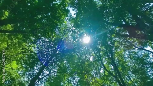 緑の森　太陽光