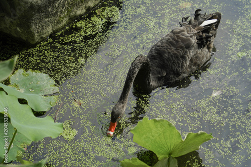 Photos Black swan (Cygnus atratus) on water among duckweed