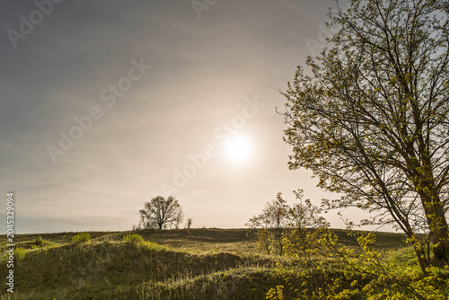 Obraz na płótnie Serene afternoon view of Titelski Breg in Serbia, with rolling grassy slopes, young spring foliage, scattered trees and a hazy backlit sky glowing over the undulating rural terrain