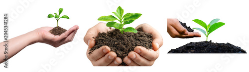 Foto Hands gently cradling vibrant green plant seedlings rooted in rich soil, symbolizing growth and care