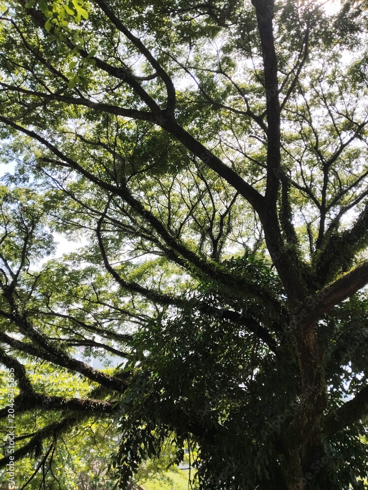 Fototapeta premium trees in the forest