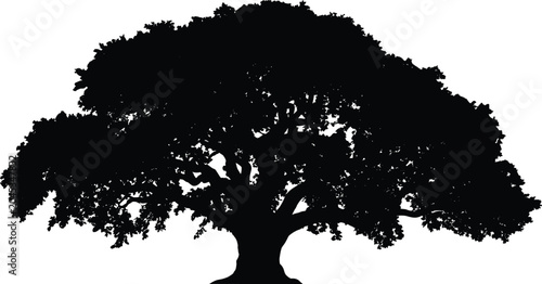 Foto Silhouette of a large, mature oak tree with sprawling branches against a white b
