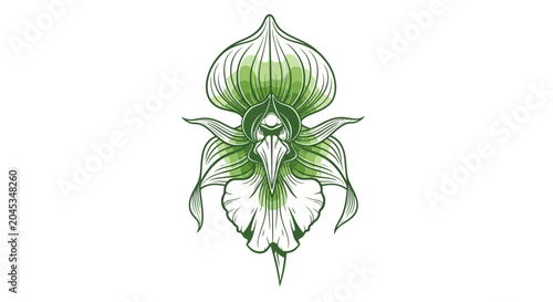 Bild auf Leinwand Detailed illustration of green orchid flower.