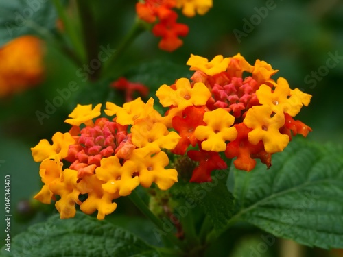 Lantana camara flowers blooming in vibrant red and yellow during spring season