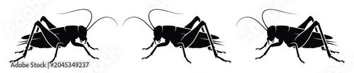 Fotografi Three black cricket insects, detailed vector illustration set; realistic entomol
