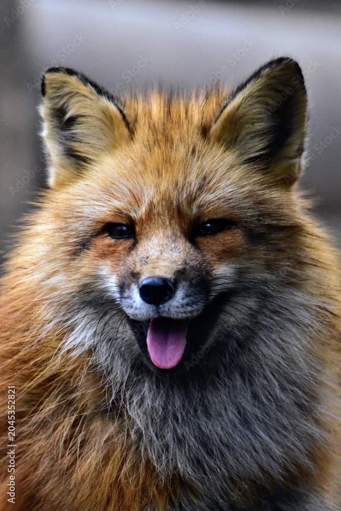 Fototapeta premium Cute close-up portrait of a happy red fox smiling with its tongue out in Miyagi Zao, Japan