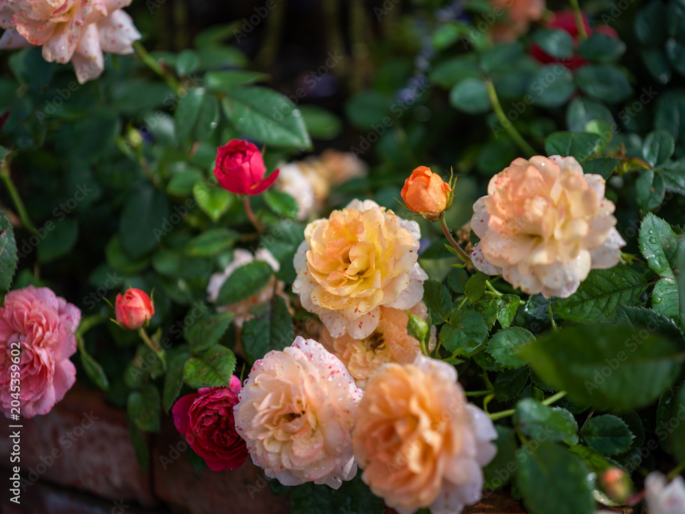 Fototapeta premium Colorful rose bushes on terrace after rain