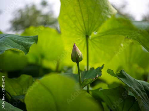 Fresh Natural Summer Lotus Pond Bud Landscape