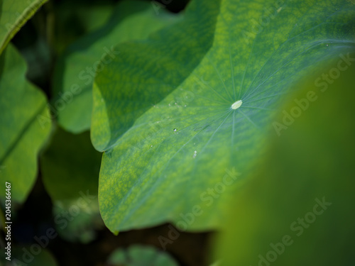 Canvas Print Close up of dewy lotus leaves in summer pond