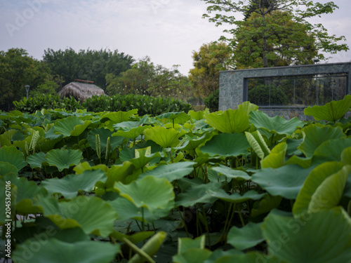 Summer Lotus Pond Chinese Style Garden Green Scenery