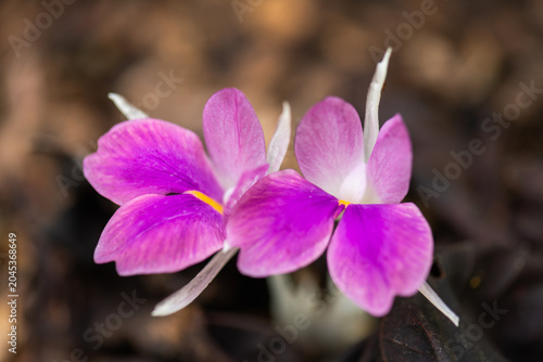 A detailed macro photograph capturing two vibrant purple and pink wildflowers, featuring a hint of yellow at the center, emerging from dark, rich soil. The shallow depth of field creates a dark.