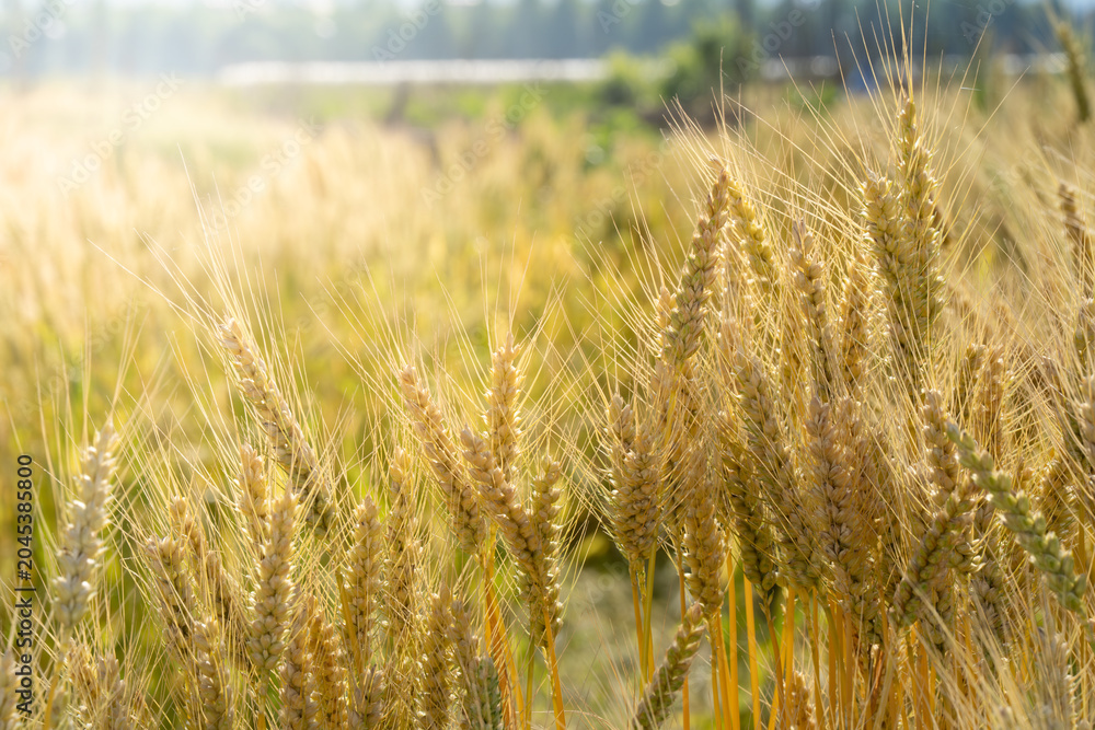 Fototapeta premium Golden wheat fields under summer warm sunshine