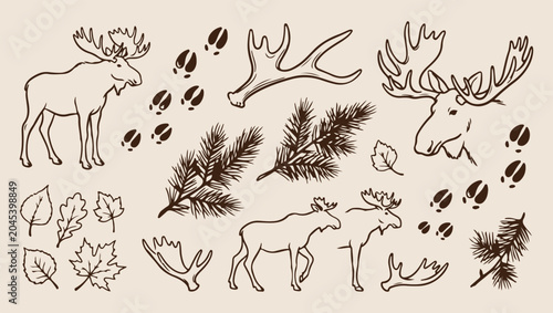 Tableau sur toile Moose forest wildlife, northern nature sketch, minimal forest art, clean wildlif