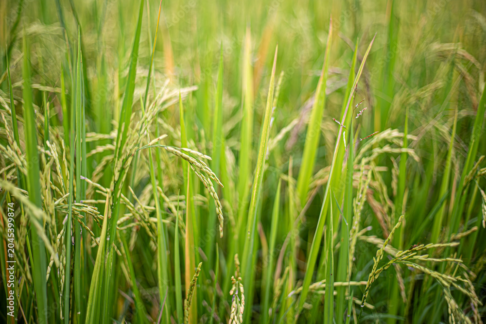 Fototapeta premium Farm-Fresh Rice Grains: The Key to Authentic Thai Gastronomy.