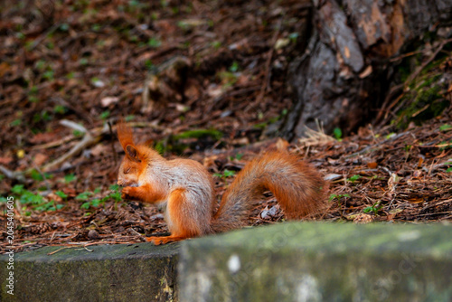 Photography Red squirrel sits on stone border in forest