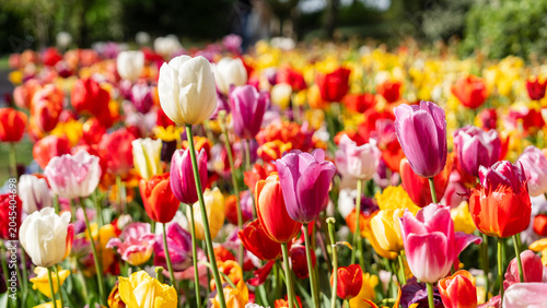 Bild auf Leinwand White and Purple Tulip Flower Sea at Keukenhof
