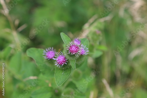 Tableau sur toile Burdock Flower Blooming in Summer Meadow