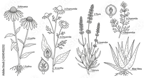 Obraz na płótnie A collection of various herbal plants.