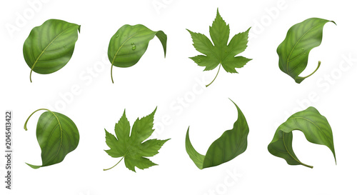 isolated assorted green leaves levitating on a white backdrop natures design for organic botanical or natural health visuals