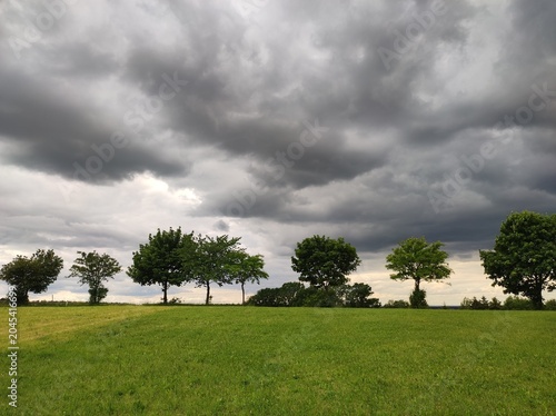 tree in the field