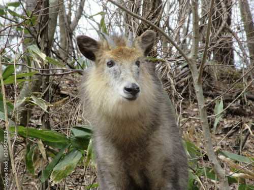 ニホンカモシカ