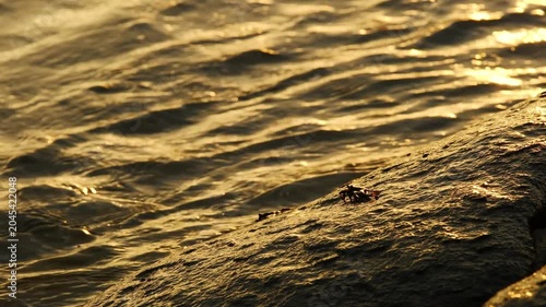 A small crab resting on a wet rock by the seaside during the golden hour, with sunlight reflecting on the rippling ocean waves in the background of capturing a serene natural moment.