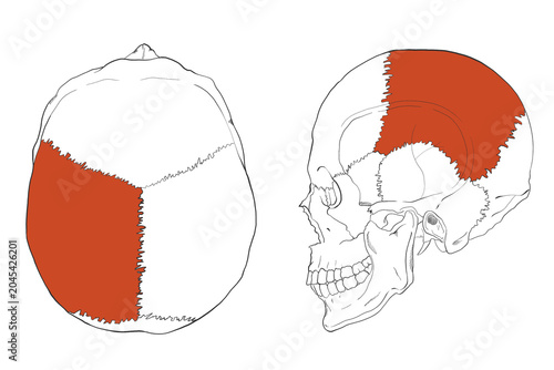 Foto ガイド用イラスト　頭頂骨　Guide illustration　Parietal bone